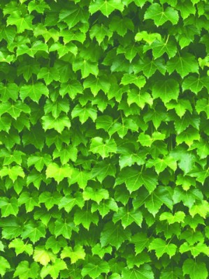 Giấy dán tường Natural 88422-1