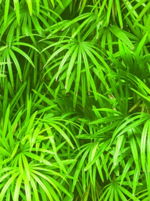 Giấy dán tường Natural 88425-1