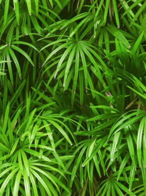 Giấy dán tường Natural 88425-2