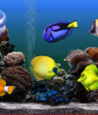 Hình ảnh Tranh 3D con cá HUMANDECOR-7747