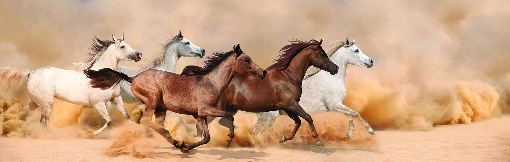 Hình ảnh tranh dán tường ngựa mã đáo humandecor----6276